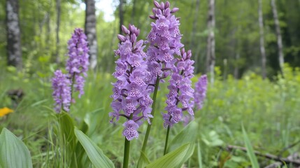 Obraz premium Blooming wild orchids in a lush green forest showcasing vibrant purple flowers in natural sunlight.