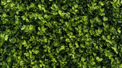 Obraz premium Lush green foliage background with rich textures ideal for nature, gardening or design themes in high resolution