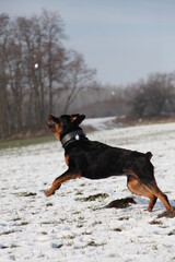 Rottweiler springt im Winter nach einem Schneeball