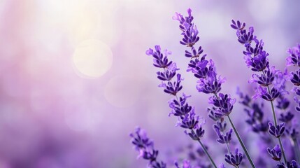 Obraz premium Lavender flowers blooming in a serene natural setting with soft purple hues and a dreamy bokeh background
