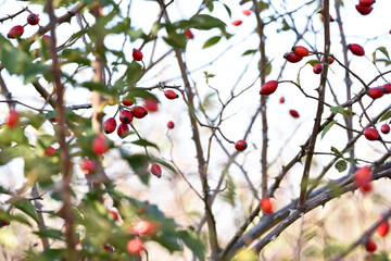 red rose hips on a branch in the forest. autumn time, rosehip bush background. wild berries. beauty in nature, berry in the forest close-up. for medicine, for tea. vitamins in nature