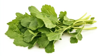 Obraz premium Wildbetal Leafbush leaves used in traditional medicine and culinary dishes thriving in moist growth conditions