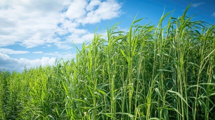 Fototapeta premium Lush green reeds growing in agricultural fields under a blue sky with scattered clouds showcasing vibrant nature and plant life.
