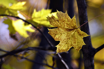 maple foliage. Close up of bright yellow maple leaves on fall tree branches with blurred natural background in autumn park or the forest. selective focus. sunny autumn day. seasonal leaf fall