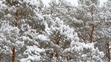 Winter wonderland landscape featuring snow-laden pine trees under bright blue skies creating a serene and tranquil atmosphere