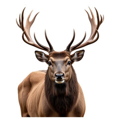 Obraz premium Majestic Stag Displaying Impressive Antlers and Rich Fur Texture