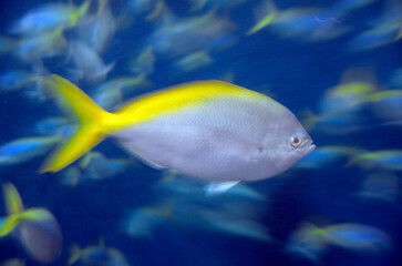 Fototapeta premium ウメイロモドキ