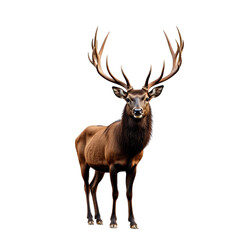 Majestic Stag Displaying Large Antlers in Sharp Focus