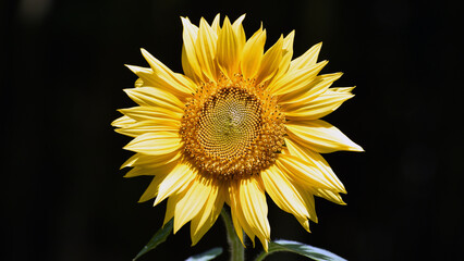 bright yellow sunflower on a dark background. Large flowers of a sunflower in the sunlight. Yellow flowers on a farm field. Agriculture concept, organic products, good harvest. Growing seeds for oil