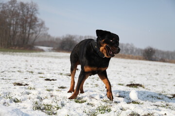 Rottweiler im Winter beim spielen auf einem Acker