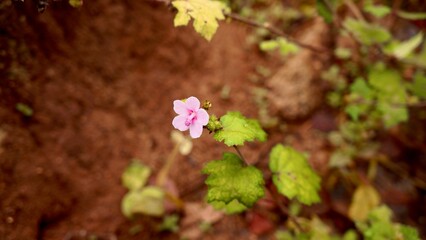 Beauty and fresh flower in side of garden stock photo