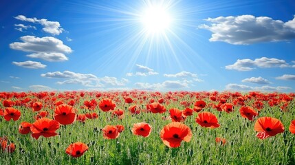Fototapeta premium Vibrant field of wild poppy flowers under a bright sun with blue skies and fluffy clouds showcasing nature's beauty in full bloom.
