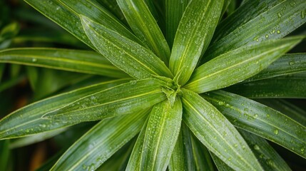 Close up of vibrant wild plant leaves with dew drops in a lush garden setting showcasing nature's intricate details and textures.