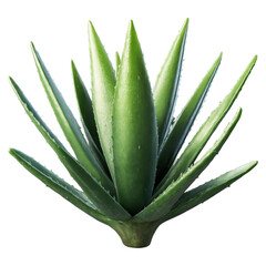 Fototapeta premium Realistic aloe vera leaf with distinct texture and vibrant green hue in a natural setting