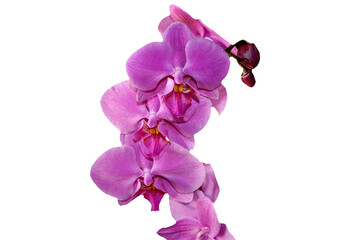 Fototapeta na wymiar Purple orchid (Phalaenopsis) in png format. Romantic gift idea concept. Bloom, blossom. Orchid flower. Valentine's day.
