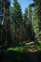 Obraz premium Serene forest trail with towering pines.