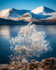 Frozen Tree, Rannoch Moor