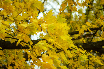 Yellow maple leaves in windy autumn weather.