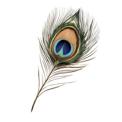 Obraz premium Vintage Illustration of a Peacock Feather