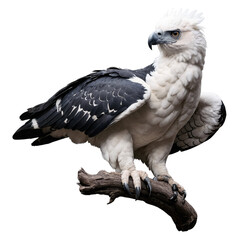 Rare harpy eagle poses gracefully in closeup profile showcasing its majestic features