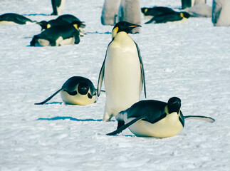 King penguins in Antarctica, artic animals in the nature habitat
