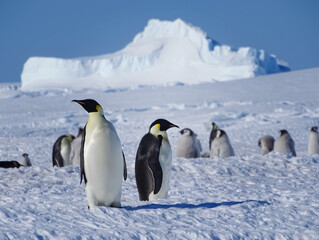 Fototapeta premium Emperor Penguins. Majestic species of penguin. King penguins in Antarctica