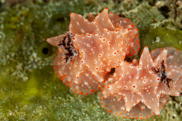 Indonesia, Raja Ampat, Nudibranch, Batangas Halgerda (Halgerda batangas), Sea Slug