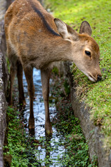 A Peaceful Deer Grazing in Nara Park