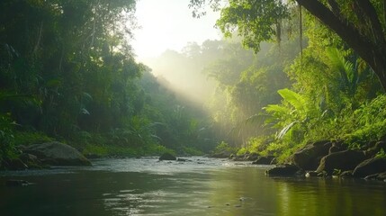 Obraz premium Misty Jungle Stream with Soft Lighting Aerial View