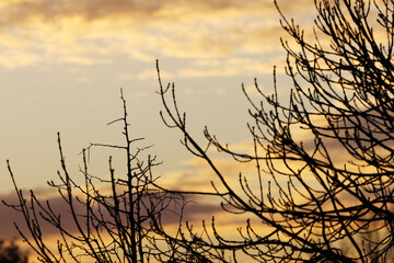 silhouette twigs dramatic sky at sunset, silhouette branches with orange sky and yellow-grey clouds in the background, yellow and grey puffy clouds, dramatic sky with dark cloud cover