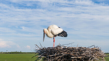 A large white stork in a nest or a stork 's nest in the Far East of Russia . Amur region