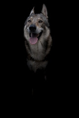 cane lupo cecoslovacco in ombra