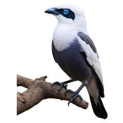 Fototapeta premium Rare closeup of a Bali myna bird showcasing its striking blue eyes and unique black and white feathers perched in a natural setting