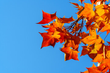 Close-up photo of red maple leaves under blue sky in autumn
