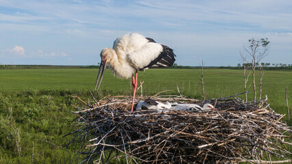 A large white stork in a nest or a stork 's nest in the Far East of Russia . Amur region