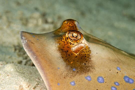Indonesia, Raja Ampat, Moluccan Bluespotted Maskray (Neotrygon moluccensis)