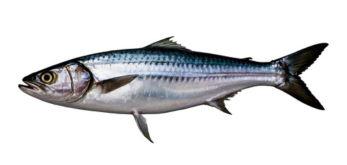 Obraz premium Freshly caught whole mackerel with shiny scales, showcasing its vibrant appearance and natural beauty in a pristine condition