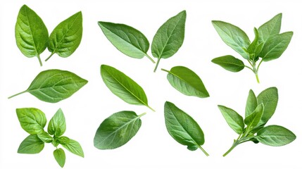 Fresh Green Leaves Collection on White Background for Natural Themes and Designs
