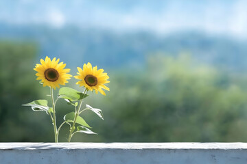 Obraz premium Two sunflowers on a wall against a blurred nature background.
