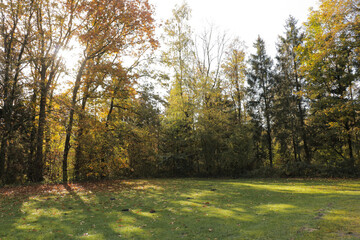 Field forest sunlight shining through trees. Autumn and Fall seasonal photography on meadow grass...