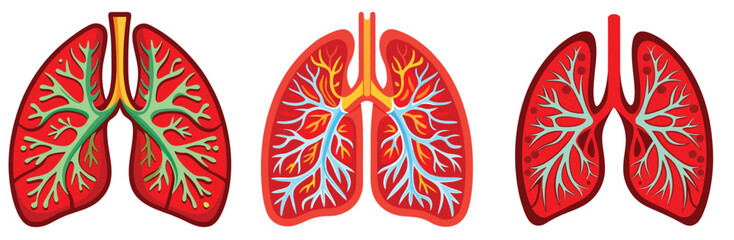 Human Lungs Anatomy with Bronchial Tree Medical Illustration