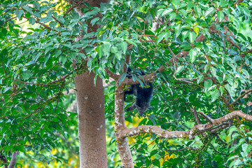 Binturong (Bear Cat) It belongs to the civet family. It has a large head, gray fur on the face, small round ears, a long body, and rough, black fur.
