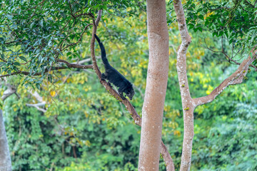 Binturong (Bear Cat) It belongs to the civet family. It has a large head, gray fur on the face, small round ears, a long body, and rough, black fur.