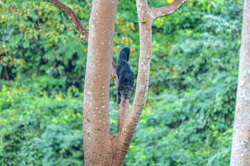 Binturong (Bear Cat) It belongs to the civet family. It has a large head, gray fur on the face, small round ears, a long body, and rough, black fur.