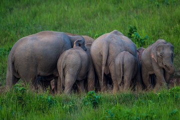 Fototapeta premium Elephants are large mammals and are the largest land animals. Wild elephants eat plants. They are big, have a small head, big legs, and have a trunk that reaches to the ground. That trunk is the nose.