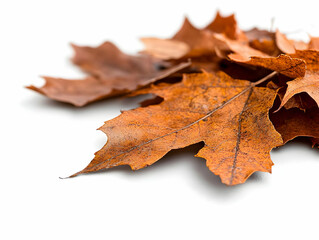 Dried brown fall leaves isolated on white.