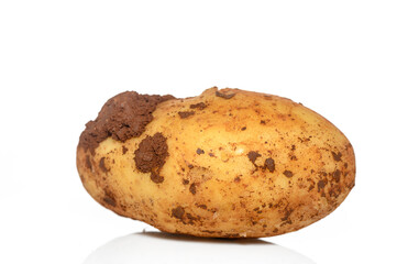 Unique earthy potato showcasing natural imperfections and rustic charm in bright lighting