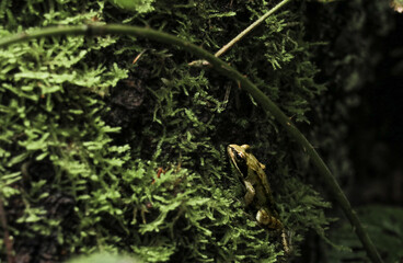 Frog in forest on side of tree trunk in moss. Close up of small green frog, nature background. Wild jungle animal photography. 