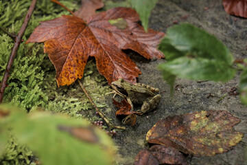 Frog in forest. Close up of small green frog, nature background. Wild jungle animal photography during fall autumn. 