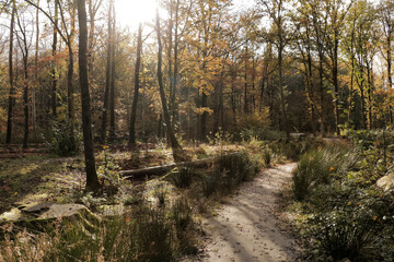 Obraz premium Hiking trail path fall forest with tall trees and fallen autumn leaves on the ground.